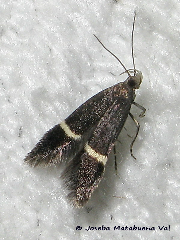 Syncopacma sp. - Gelechiidae
